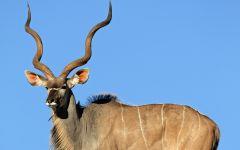 kudu male 202x84
